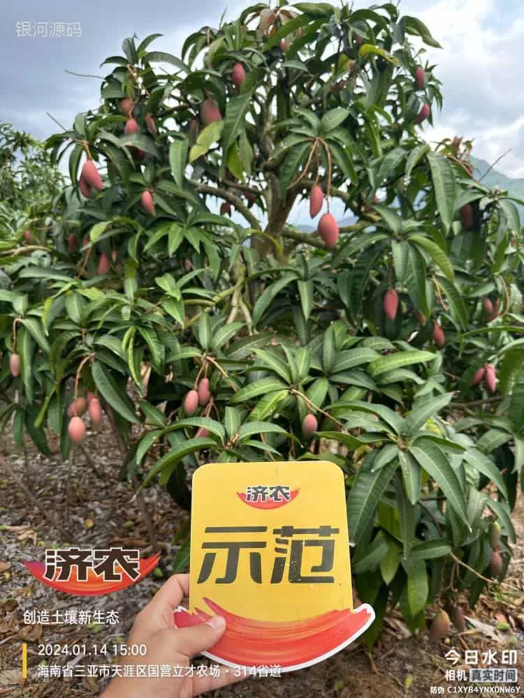 The effect of using Jinong Red Potassium to rejuvenate Hainan Mango(图1) The effect of using Jinong Red Potassium to rejuvenate Hainan Mango(图1)