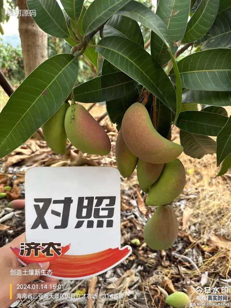 The effect of using Jinong Red Potassium to rejuvenate Hainan Mango(图4) The effect of using Jinong Red Potassium to rejuvenate Hainan Mango(图4)
