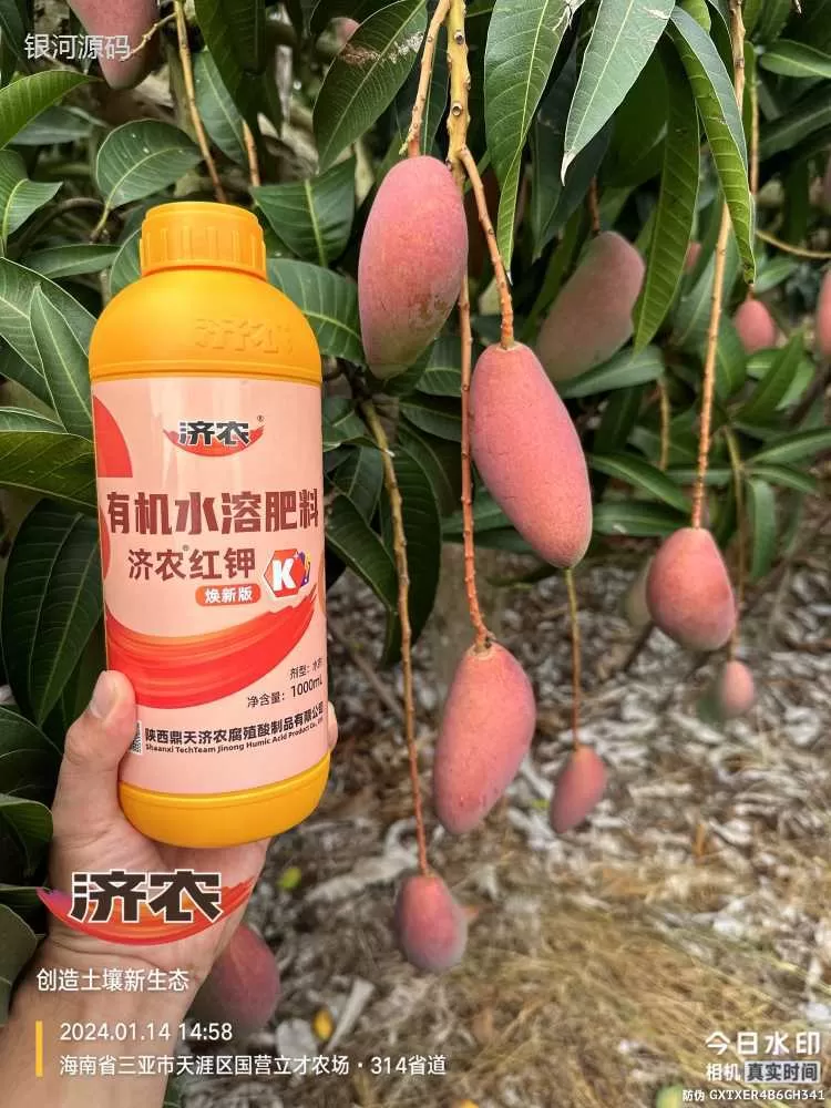 The effect of using Jinong Red Potassium to rejuvenate Hainan Mango(图3) The effect of using Jinong Red Potassium to rejuvenate Hainan Mango(图3)
