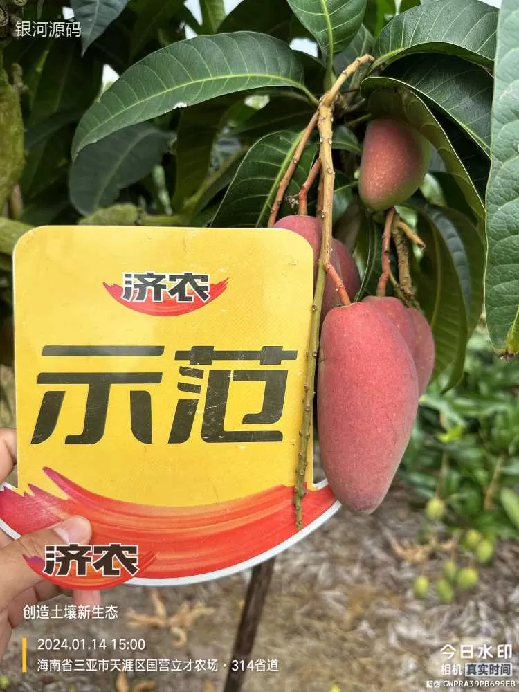 The effect of using Jinong Red Potassium to rejuvenate Hainan Mango(图5) The effect of using Jinong Red Potassium to rejuvenate Hainan Mango(图5)