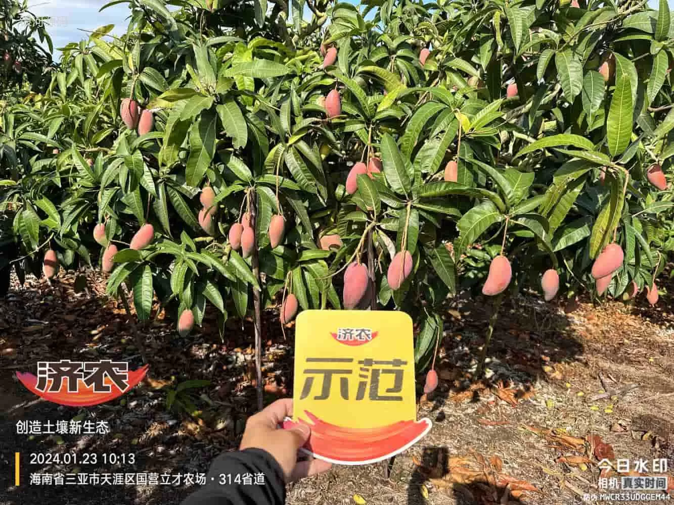 The Effect of Hainan Mango Using Agricultural Products(图1) The Effect of Hainan Mango Using Agricultural Products(图1)