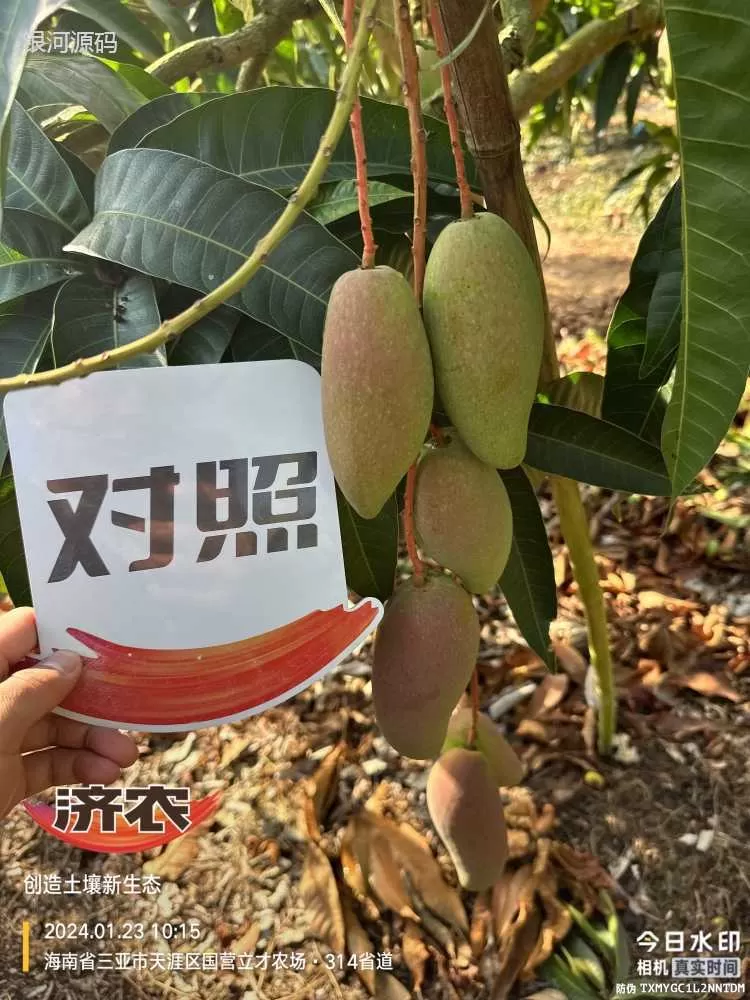 The Effect of Hainan Mango Using Agricultural Products(图4) The Effect of Hainan Mango Using Agricultural Products(图4)
