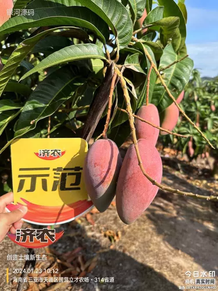 The Effect of Hainan Mango Using Agricultural Products(图3) The Effect of Hainan Mango Using Agricultural Products(图3)
