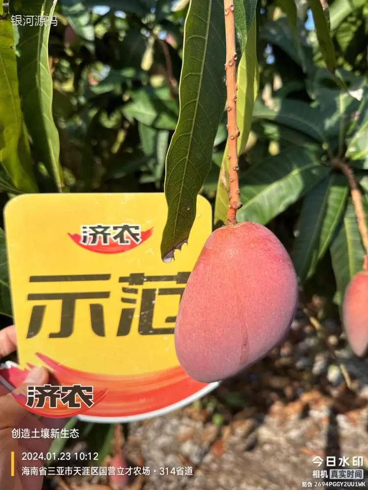 The Effect of Hainan Mango Using Agricultural Products(图5) The Effect of Hainan Mango Using Agricultural Products(图5)