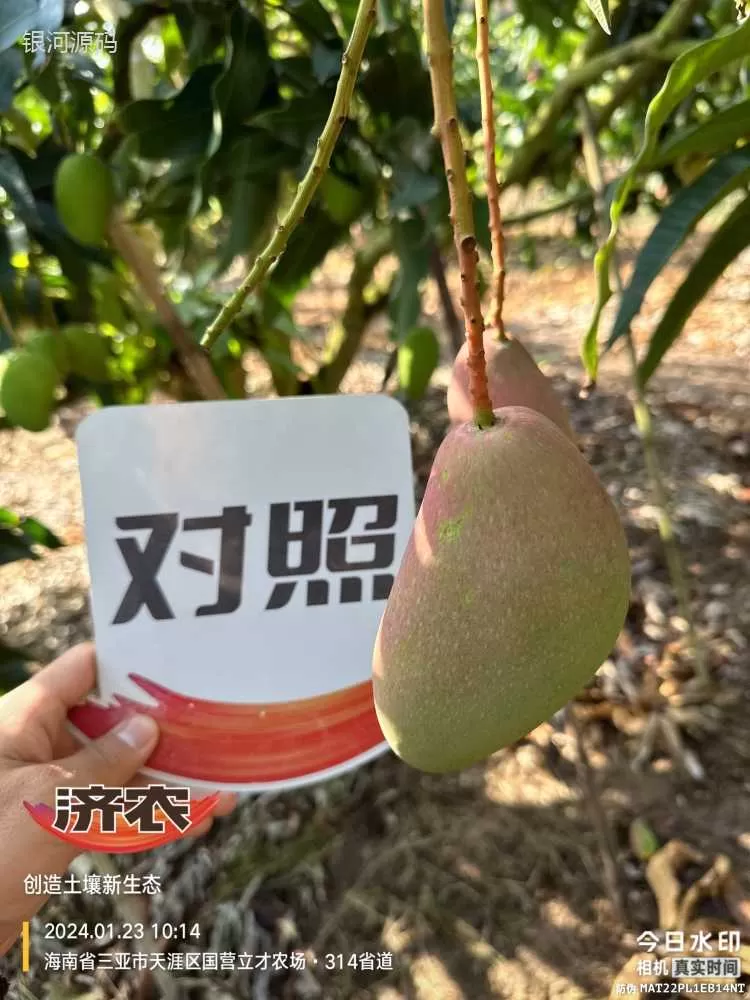 The Effect of Hainan Mango Using Agricultural Products(图6) The Effect of Hainan Mango Using Agricultural Products(图6)
