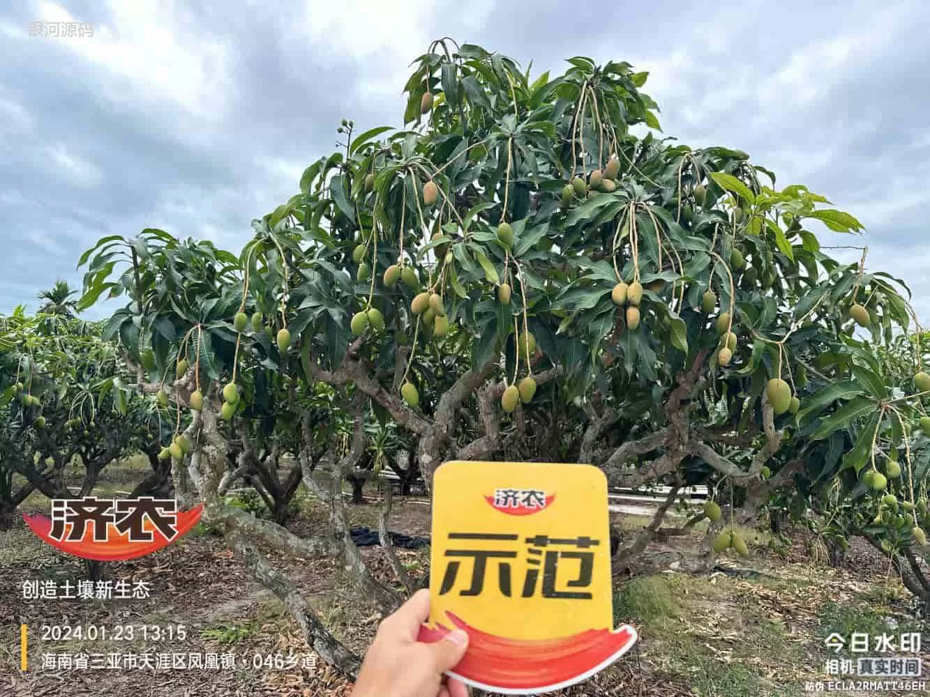 The Effect of Hainan Mango Using Agricultural Products(图1) The Effect of Hainan Mango Using Agricultural Products(图1)