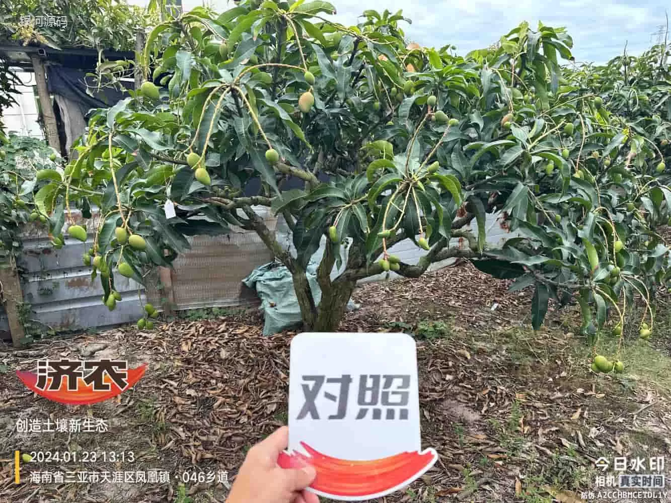 The Effect of Hainan Mango Using Agricultural Products(图2) The Effect of Hainan Mango Using Agricultural Products(图2)