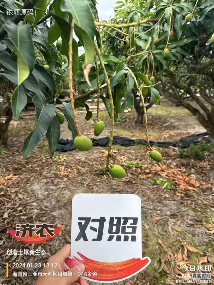 The Effect of Hainan Mango Using Agricultural Products(图4) The Effect of Hainan Mango Using Agricultural Products(图4)