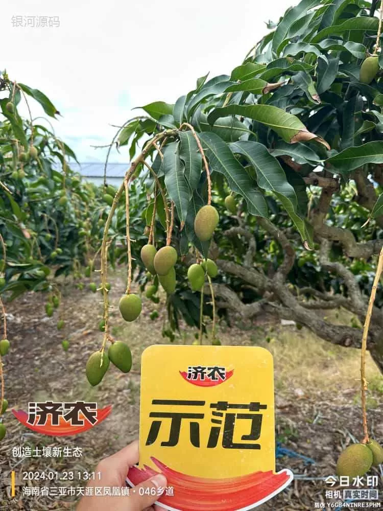 The Effect of Hainan Mango Using Agricultural Products(图3) The Effect of Hainan Mango Using Agricultural Products(图3)