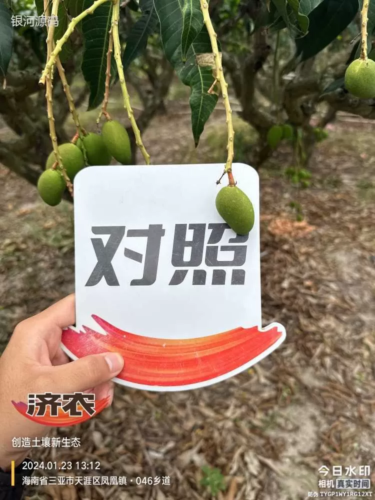 The Effect of Hainan Mango Using Agricultural Products(图6) The Effect of Hainan Mango Using Agricultural Products(图6)
