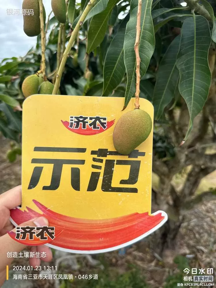 The Effect of Hainan Mango Using Agricultural Products(图5) The Effect of Hainan Mango Using Agricultural Products(图5)
