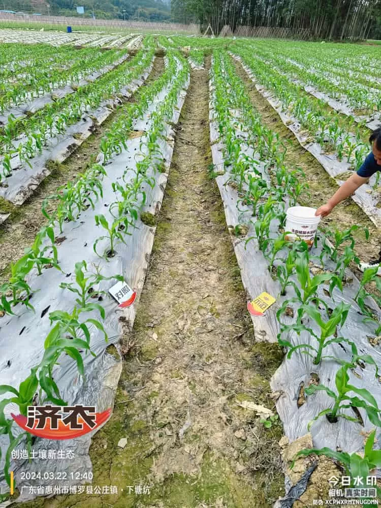 The effect of using agricultural products in Guangdong corn(图2) The effect of using agricultural products in Guangdong corn(图2)