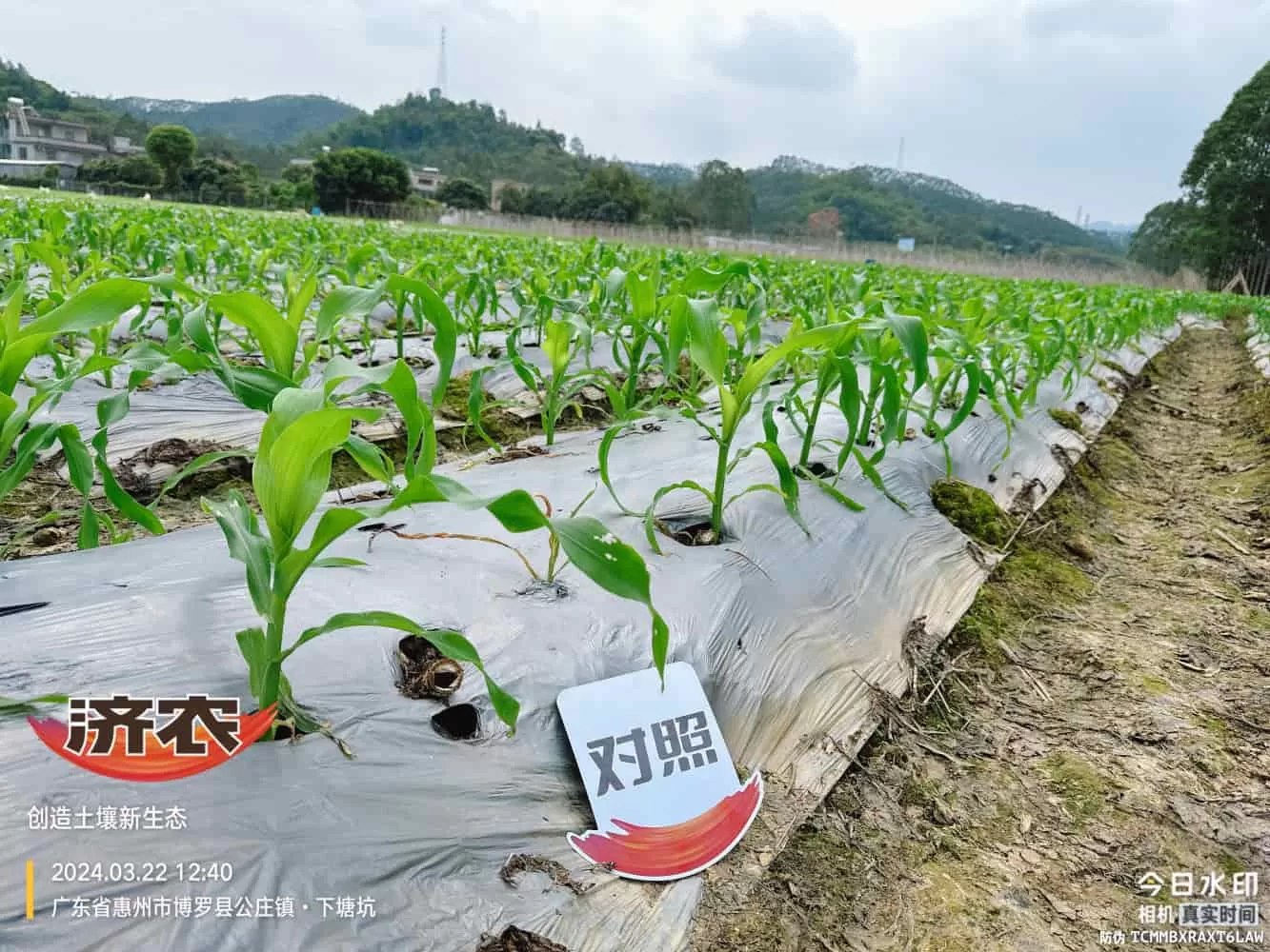 The effect of using agricultural products in Guangdong corn(图4) The effect of using agricultural products in Guangdong corn(图4)
