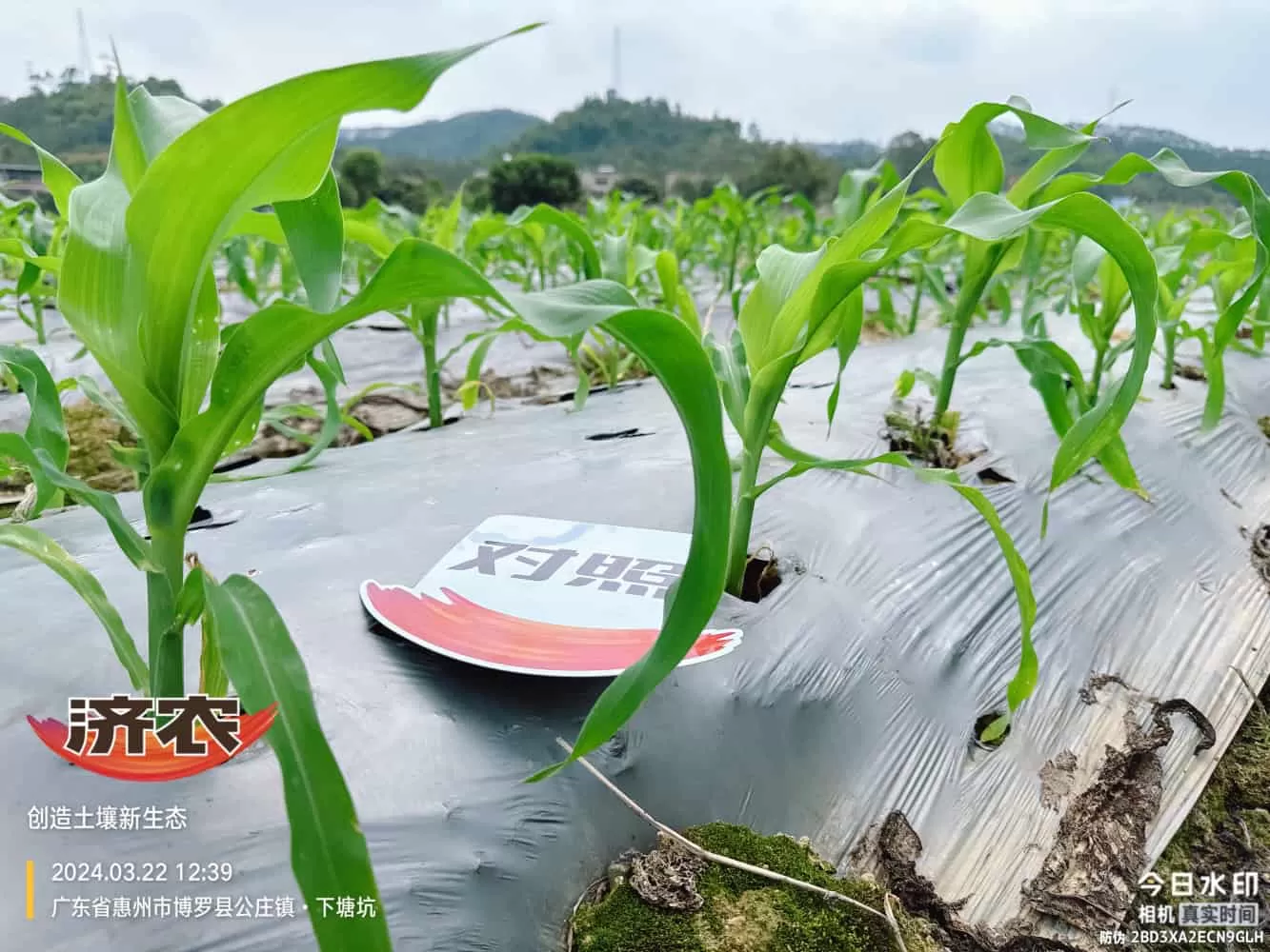 The effect of using agricultural products in Guangdong corn(图6) The effect of using agricultural products in Guangdong corn(图6)