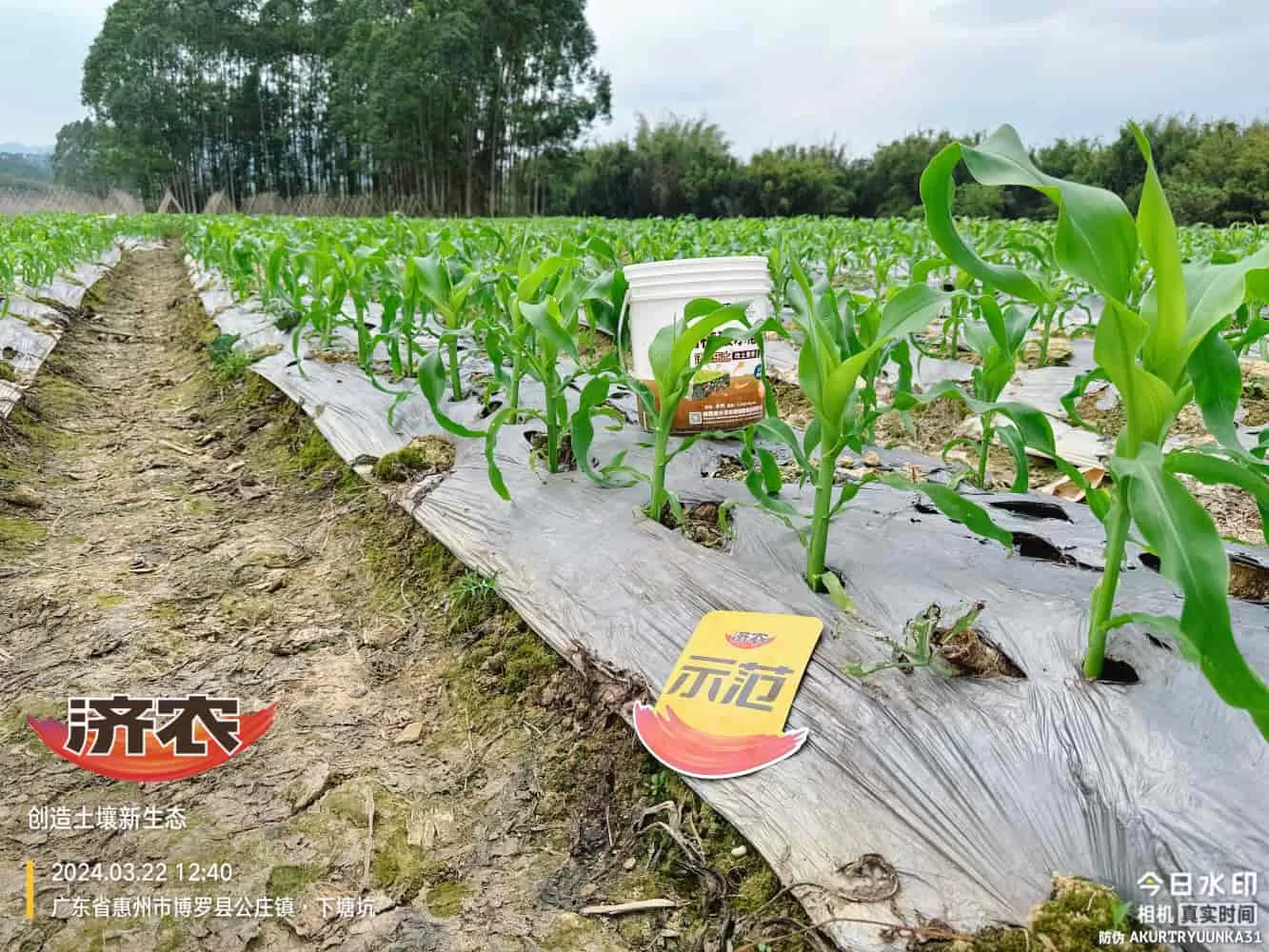 The effect of using agricultural products in Guangdong corn(图3) The effect of using agricultural products in Guangdong corn(图3)