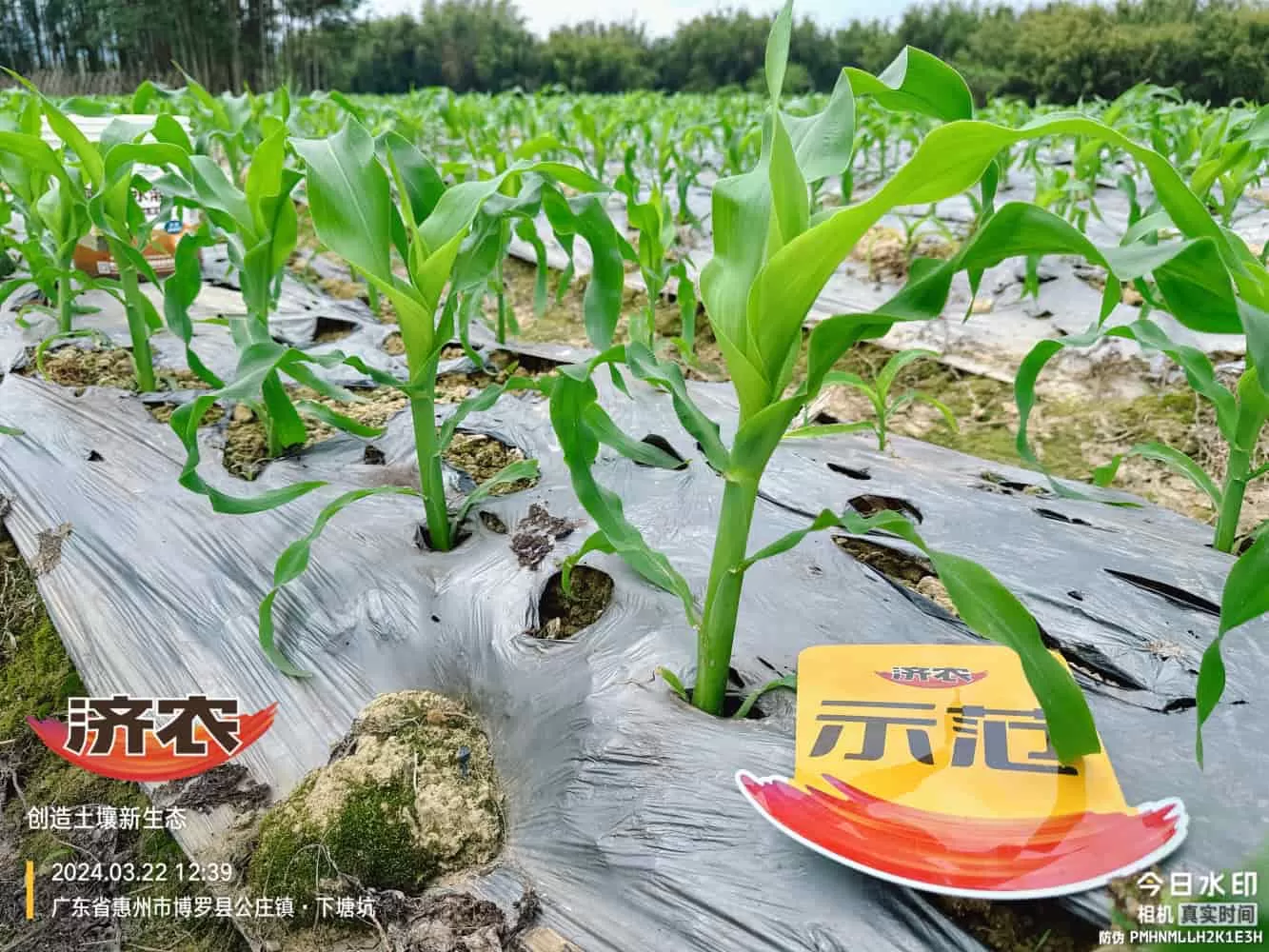 The effect of using agricultural products in Guangdong corn(图5) The effect of using agricultural products in Guangdong corn(图5)