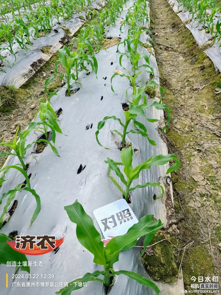 The effect of using agricultural products in Guangdong corn(图8) The effect of using agricultural products in Guangdong corn(图8)