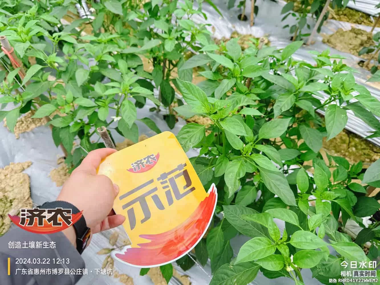 The effect of using agricultural products in Guangdong chili peppers(图5) The effect of using agricultural products in Guangdong chili peppers(图5)
