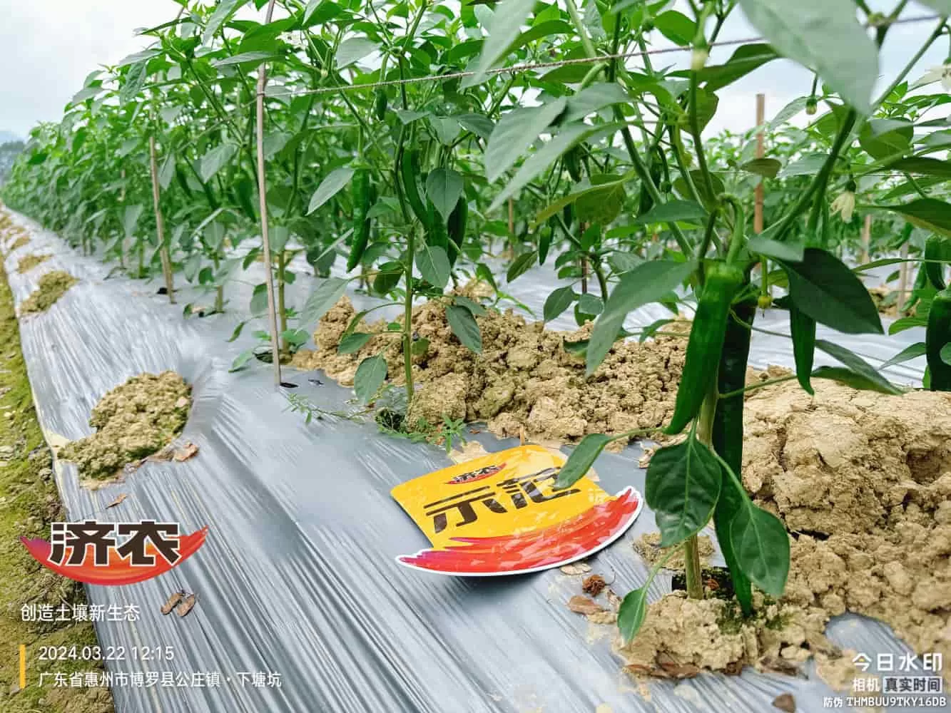 The effect of using agricultural products in Guangdong chili peppers(图1) The effect of using agricultural products in Guangdong chili peppers(图1)