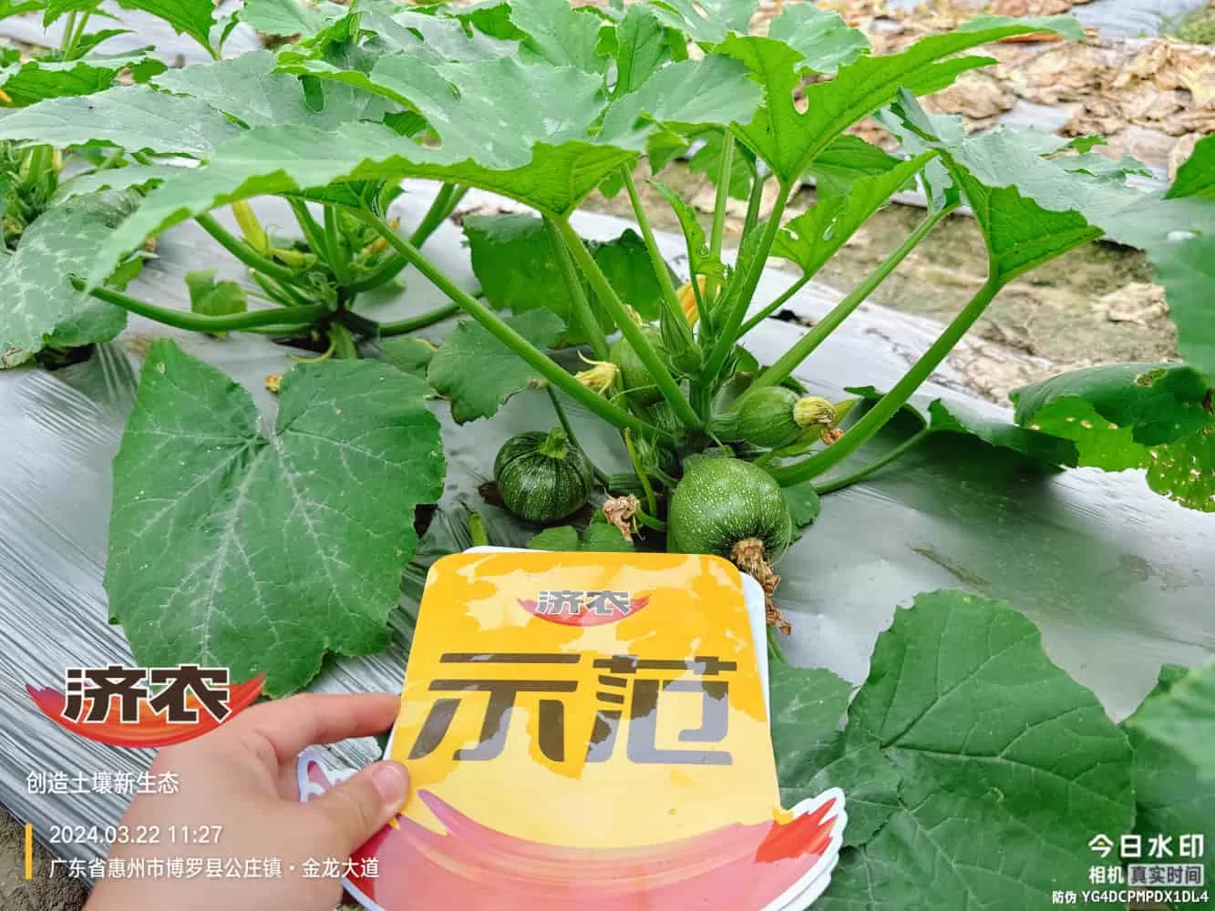 The effect of using agricultural products in Guangdong zucchini(图3) The effect of using agricultural products in Guangdong zucchini(图3)