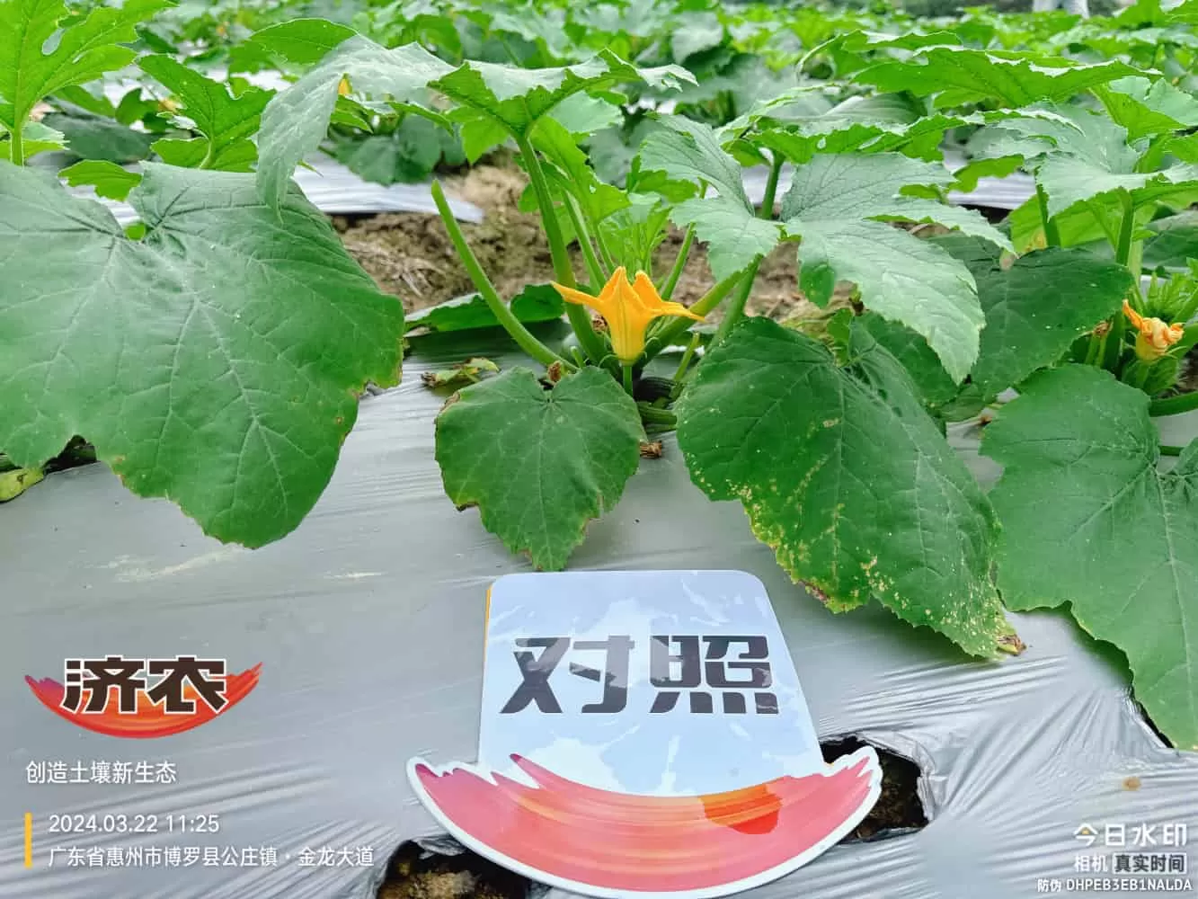 The effect of using agricultural products in Guangdong zucchini(图4) The effect of using agricultural products in Guangdong zucchini(图4)