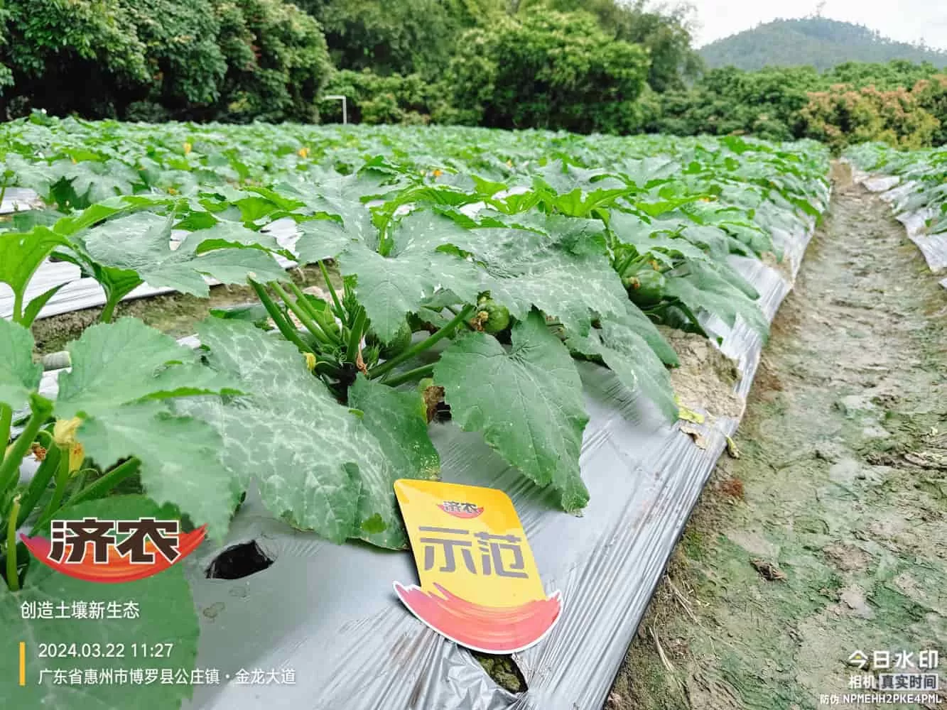 The effect of using agricultural products in Guangdong zucchini(图1) The effect of using agricultural products in Guangdong zucchini(图1)