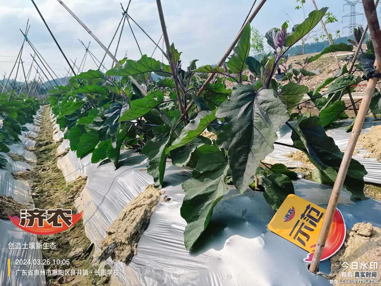 The effect of using agricultural products in Guangdong eggplants(图2) The effect of using agricultural products in Guangdong eggplants(图2)