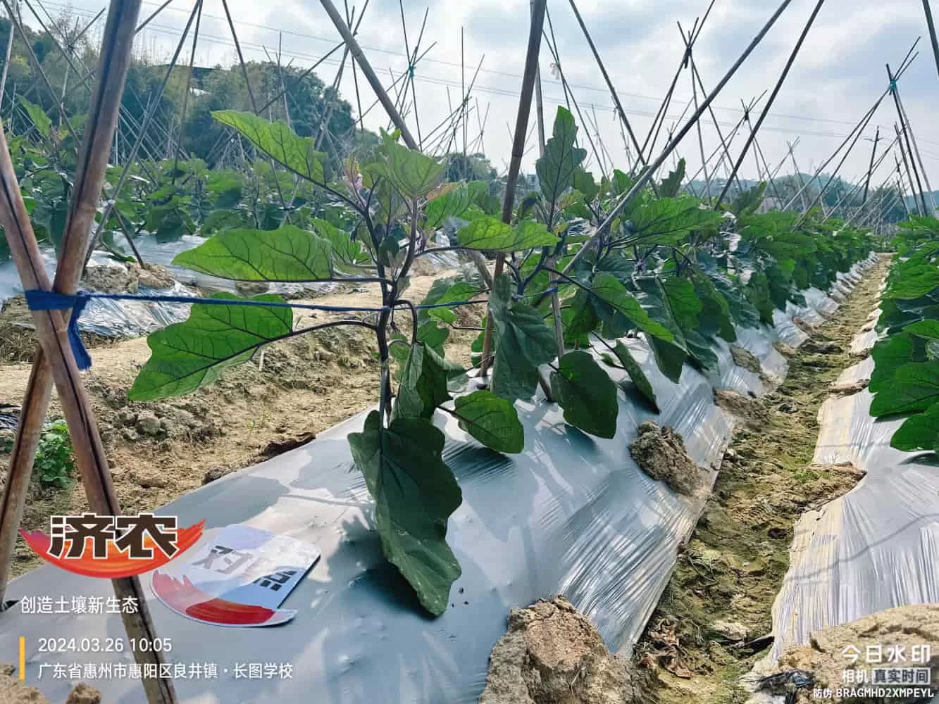 The effect of using agricultural products in Guangdong eggplants(图3) The effect of using agricultural products in Guangdong eggplants(图3)