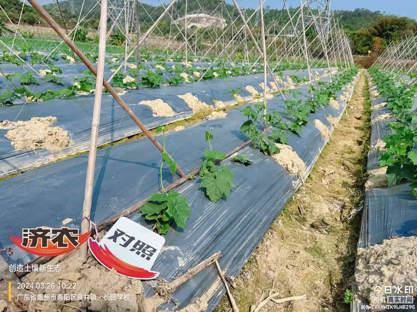 The Effect of Guangdong Luffa Using Agricultural Products(图3) The Effect of Guangdong Luffa Using Agricultural Products(图3)