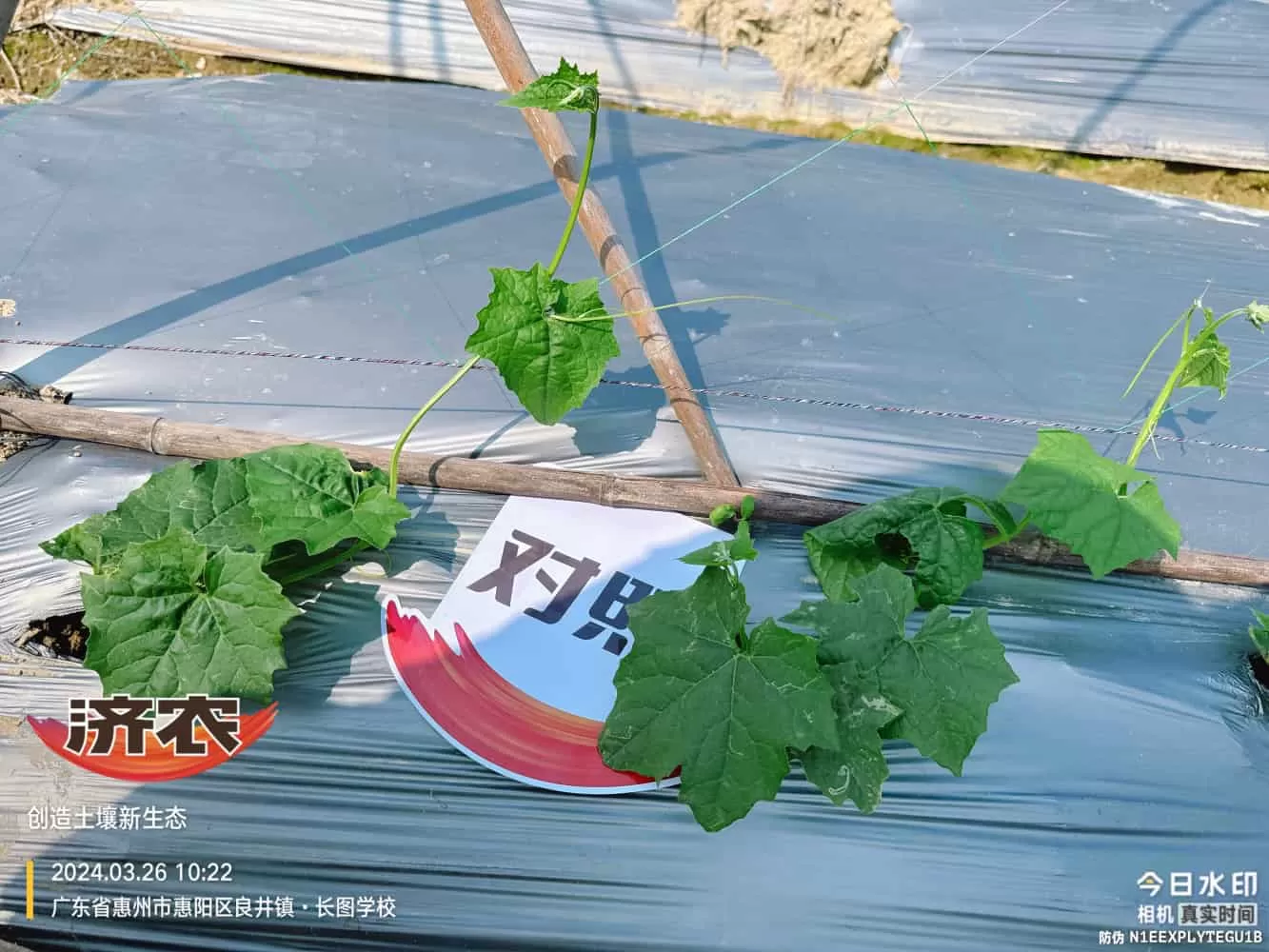 The Effect of Guangdong Luffa Using Agricultural Products(图5) The Effect of Guangdong Luffa Using Agricultural Products(图5)