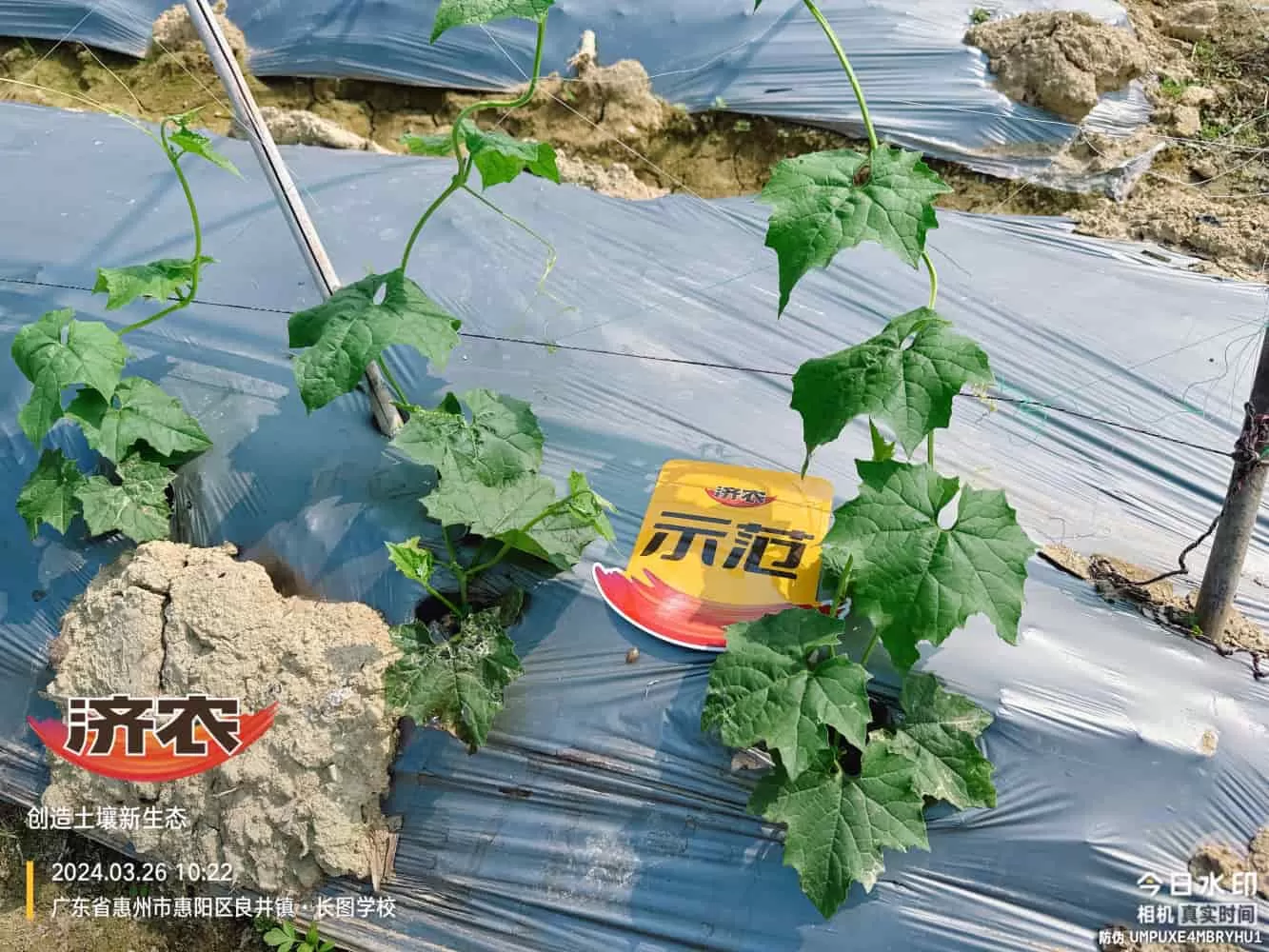 The Effect of Guangdong Luffa Using Agricultural Products(图4) The Effect of Guangdong Luffa Using Agricultural Products(图4)