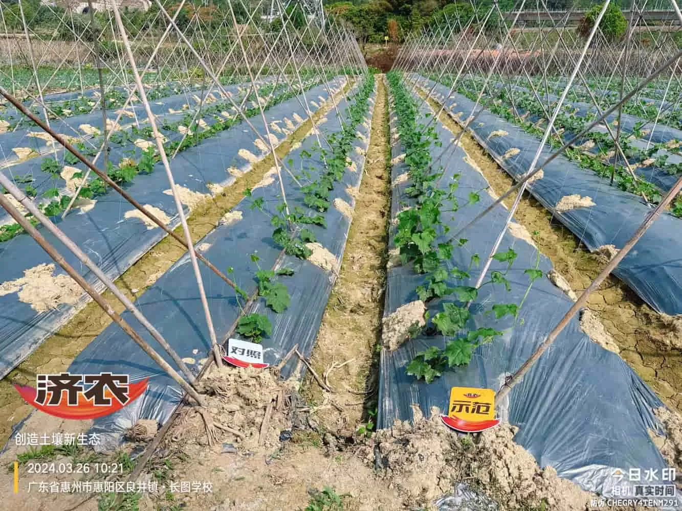 The Effect of Guangdong Luffa Using Agricultural Products(图1) The Effect of Guangdong Luffa Using Agricultural Products(图1)