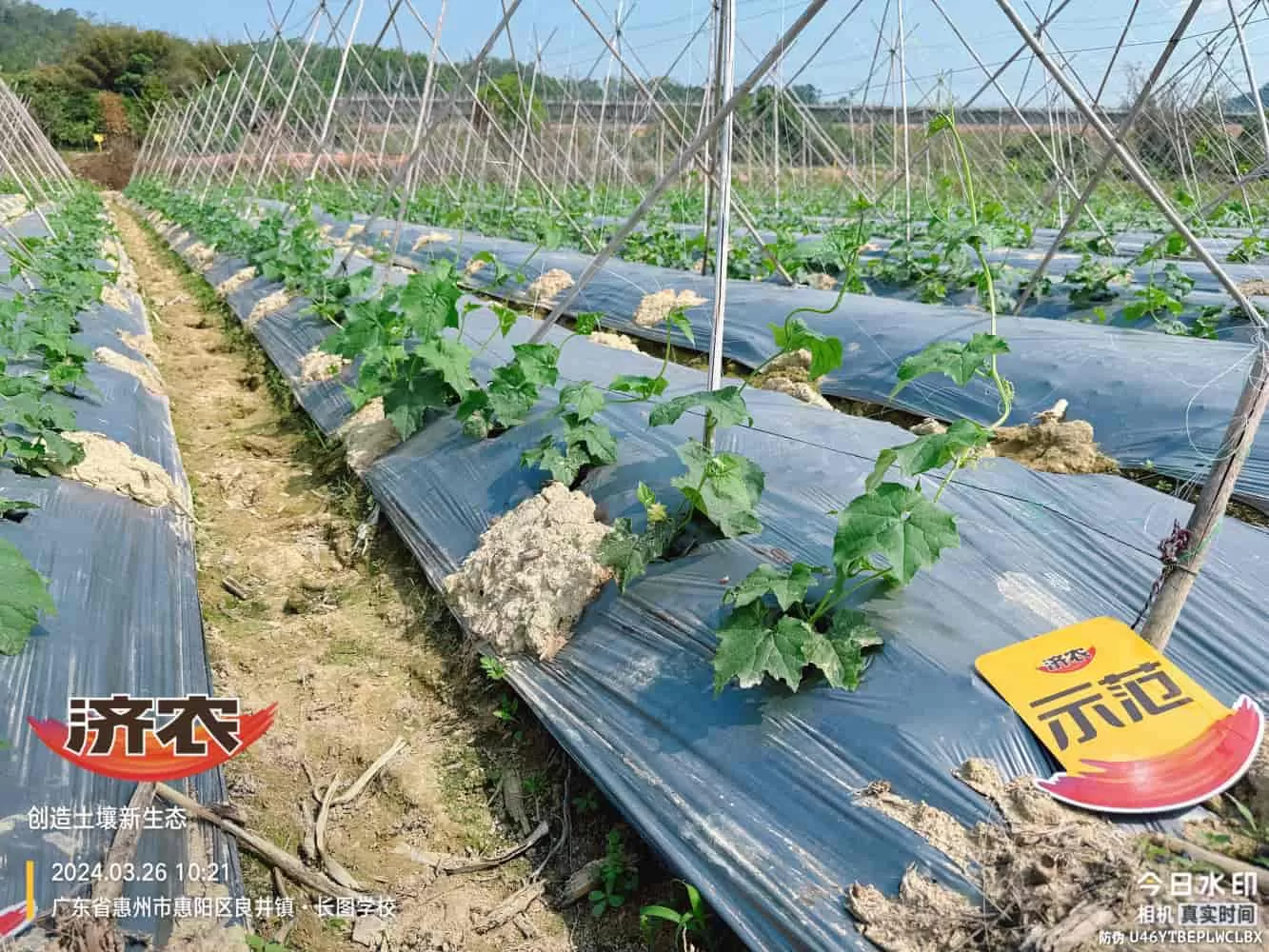 The Effect of Guangdong Luffa Using Agricultural Products(图2) The Effect of Guangdong Luffa Using Agricultural Products(图2)