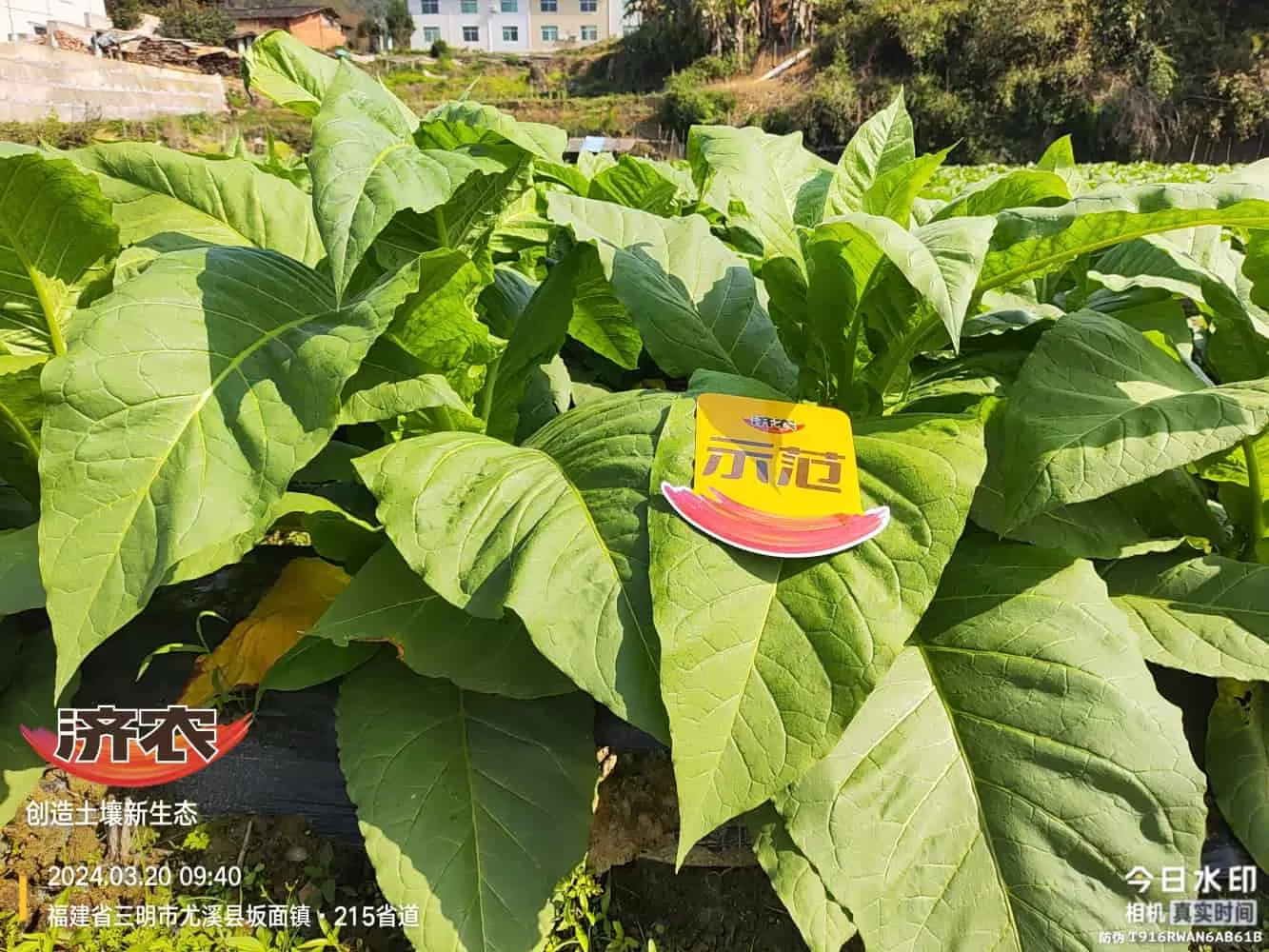 The Effect of Using Jinan Agricultural Products in Fujian Flue-cured Tobacco(图4) The Effect of Using Jinan Agricultural Products in Fujian Flue-cured Tobacco(图4)