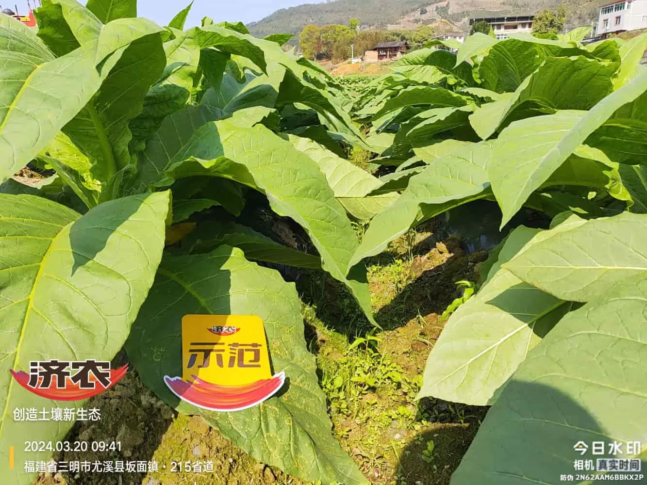 The Effect of Using Jinan Agricultural Products in Fujian Flue-cured Tobacco(图6) The Effect of Using Jinan Agricultural Products in Fujian Flue-cured Tobacco(图6)
