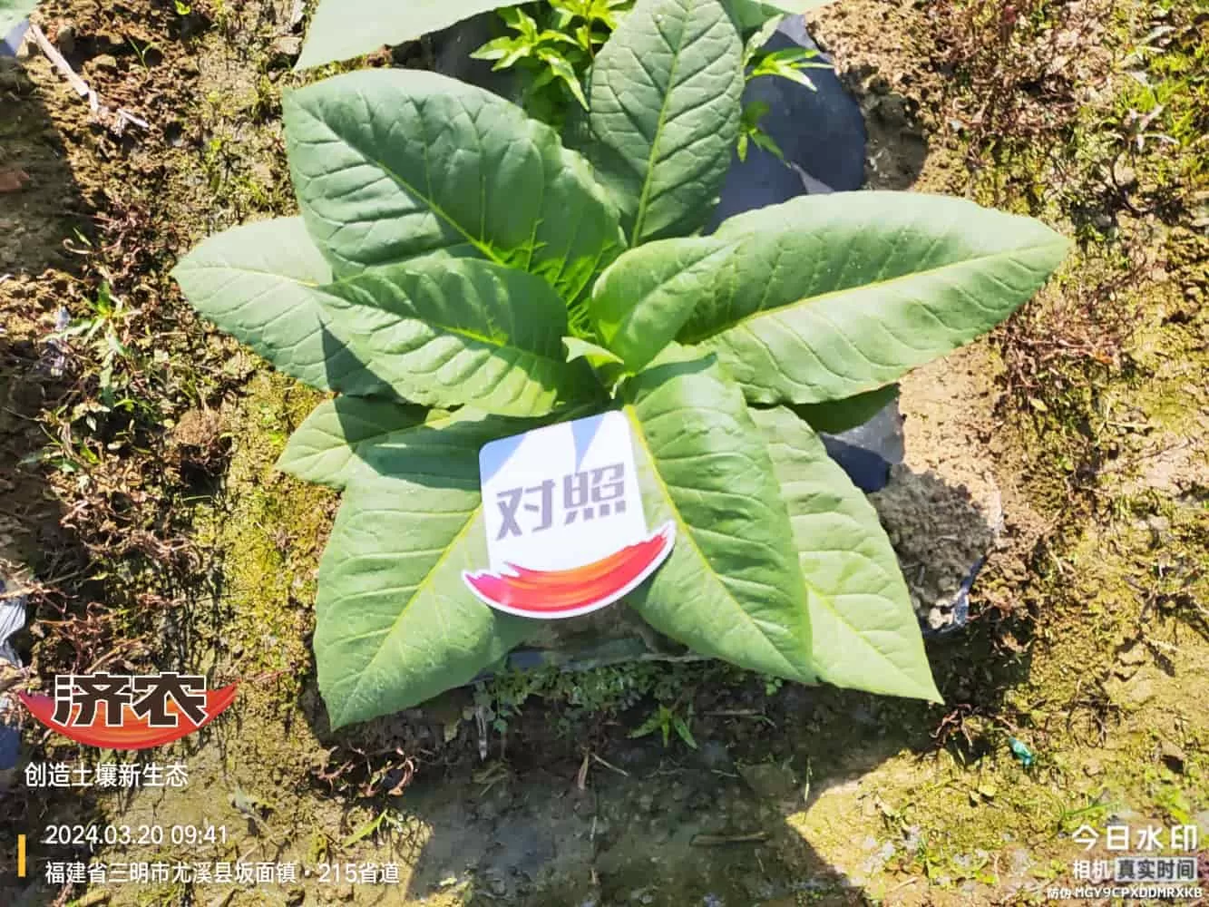 The Effect of Using Jinan Agricultural Products in Fujian Flue-cured Tobacco(图7) The Effect of Using Jinan Agricultural Products in Fujian Flue-cured Tobacco(图7)