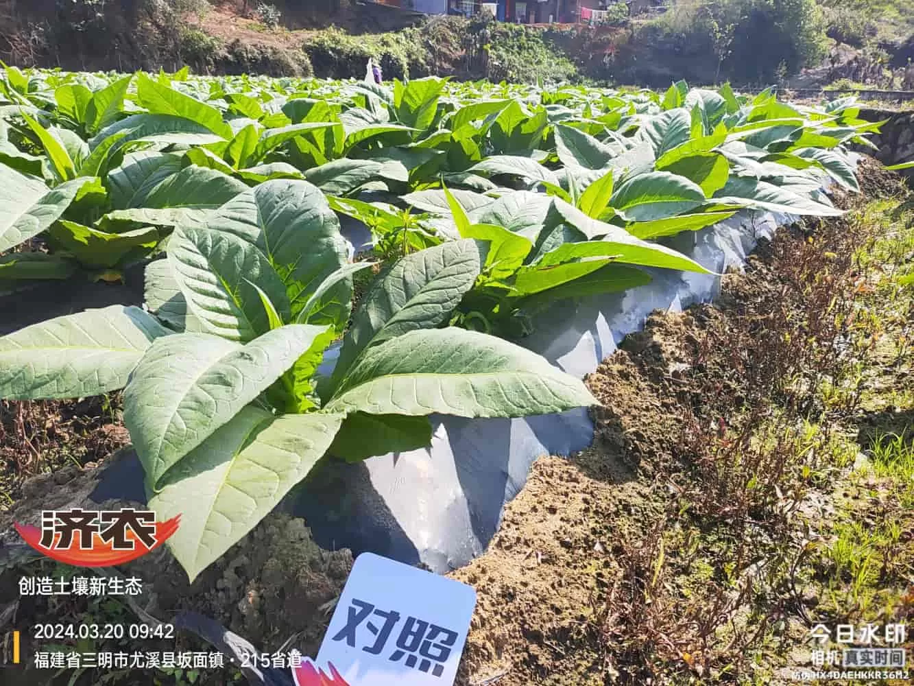 The Effect of Using Jinan Agricultural Products in Fujian Flue-cured Tobacco(图5) The Effect of Using Jinan Agricultural Products in Fujian Flue-cured Tobacco(图5)
