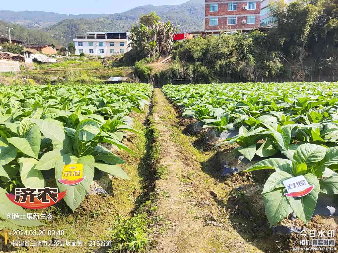 The Effect of Using Jinan Agricultural Products in Fujian Flue-cured Tobacco(图1) The Effect of Using Jinan Agricultural Products in Fujian Flue-cured Tobacco(图1)