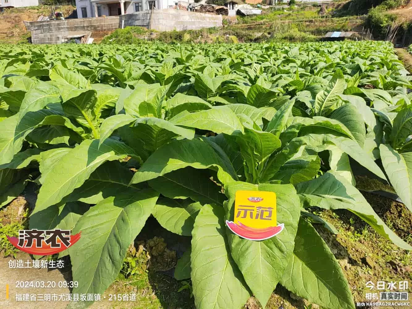 The Effect of Using Jinan Agricultural Products in Fujian Flue-cured Tobacco(图2) The Effect of Using Jinan Agricultural Products in Fujian Flue-cured Tobacco(图2)