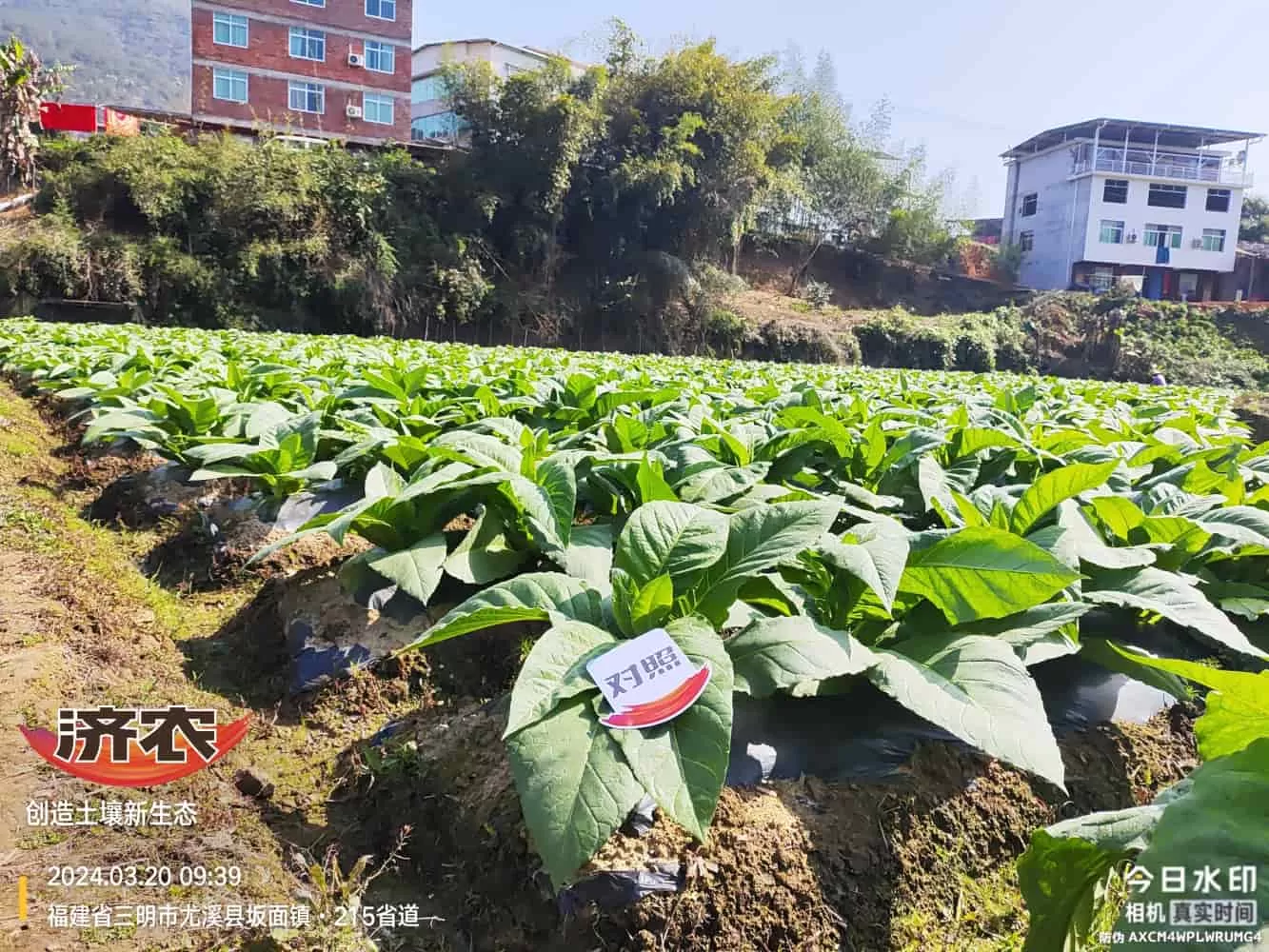 The Effect of Using Jinan Agricultural Products in Fujian Flue-cured Tobacco(图3) The Effect of Using Jinan Agricultural Products in Fujian Flue-cured Tobacco(图3)