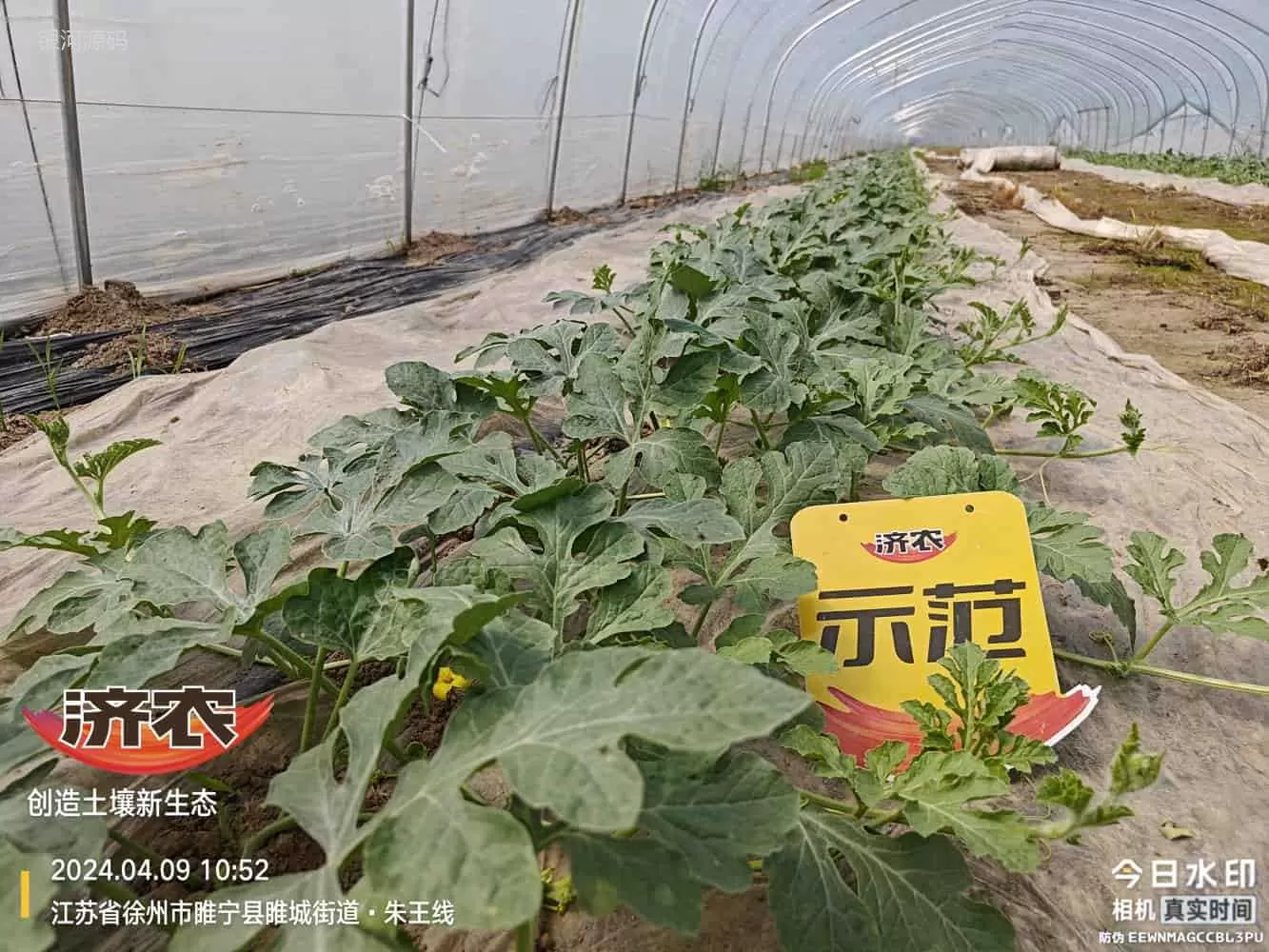 The Effect of Using Agricultural Products in Jiangsu Watermelon(图1) The Effect of Using Agricultural Products in Jiangsu Watermelon(图1)