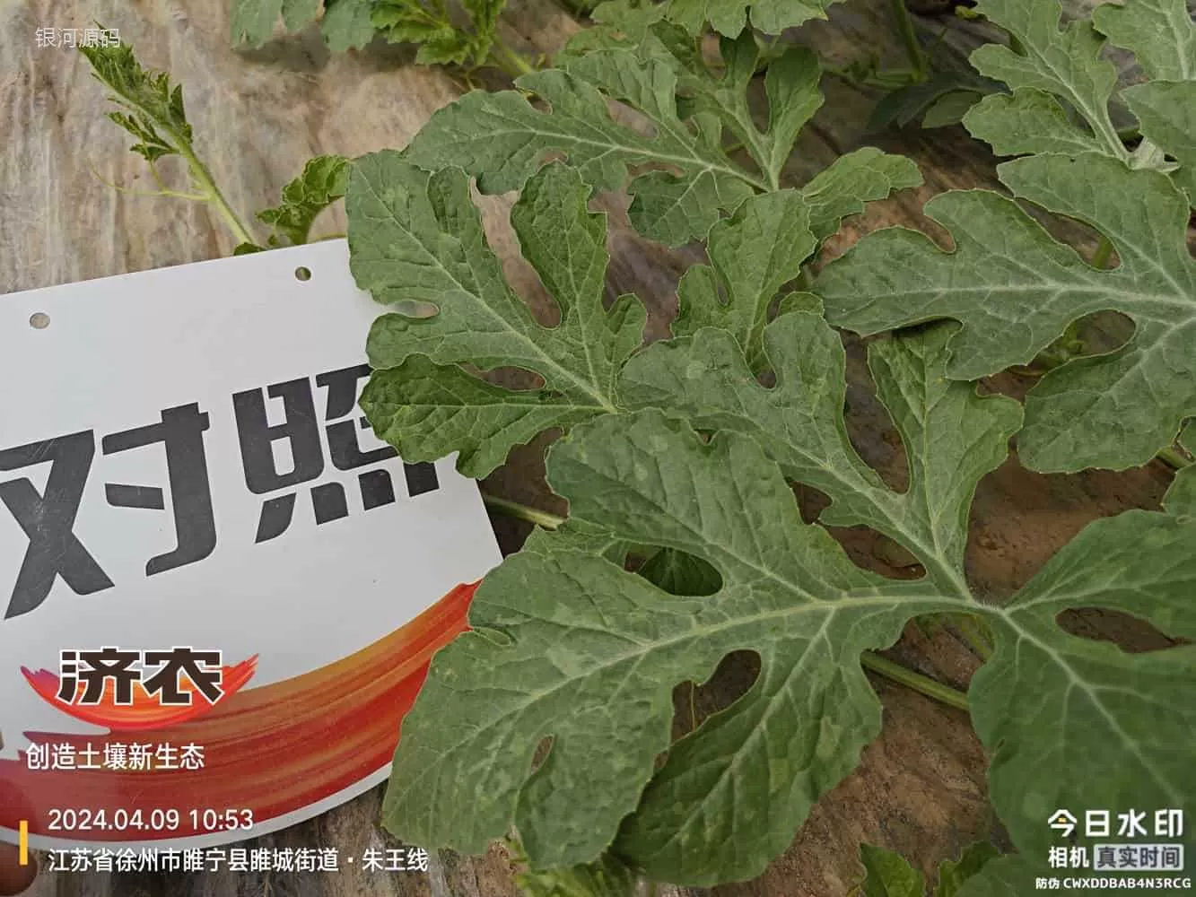 The Effect of Using Agricultural Products in Jiangsu Watermelon(图8) The Effect of Using Agricultural Products in Jiangsu Watermelon(图8)