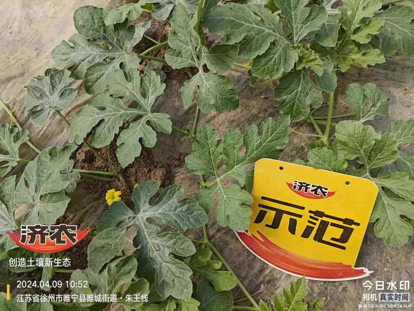 The Effect of Using Agricultural Products in Jiangsu Watermelon(图5) The Effect of Using Agricultural Products in Jiangsu Watermelon(图5)