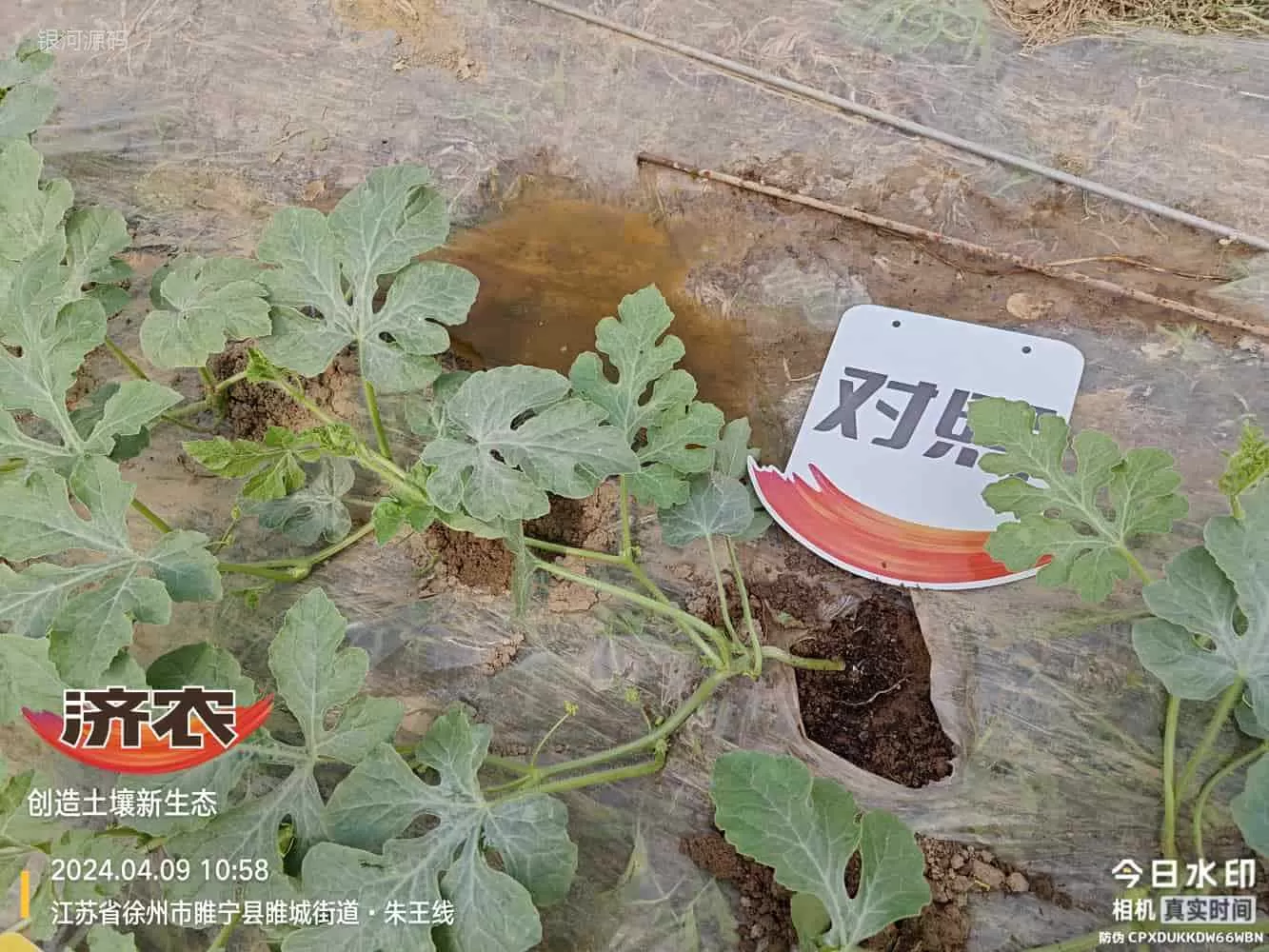 The Effect of Using Agricultural Products in Jiangsu Watermelon(图6) The Effect of Using Agricultural Products in Jiangsu Watermelon(图6)