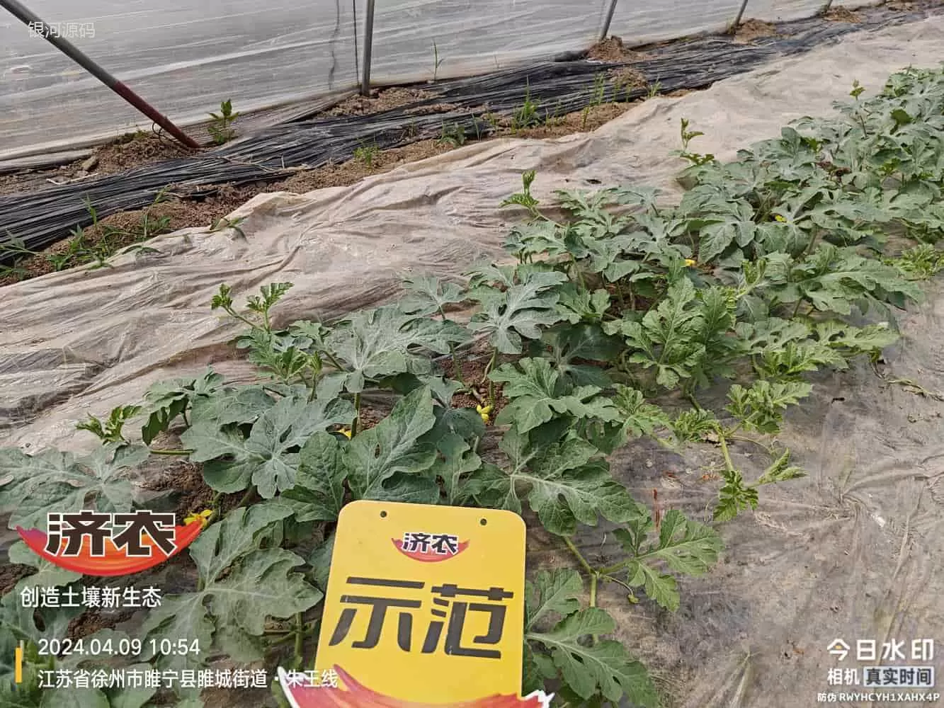 The Effect of Using Agricultural Products in Jiangsu Watermelon(图3) The Effect of Using Agricultural Products in Jiangsu Watermelon(图3)