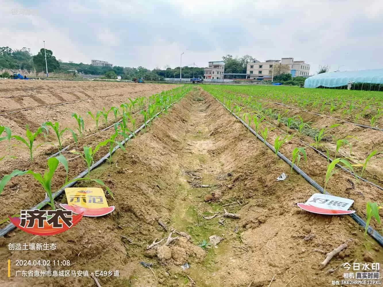 The effect of using agricultural products in Guangdong corn(图1) The effect of using agricultural products in Guangdong corn(图1)