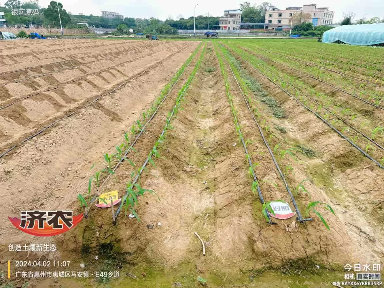 The effect of using agricultural products in Guangdong corn(图2) The effect of using agricultural products in Guangdong corn(图2)