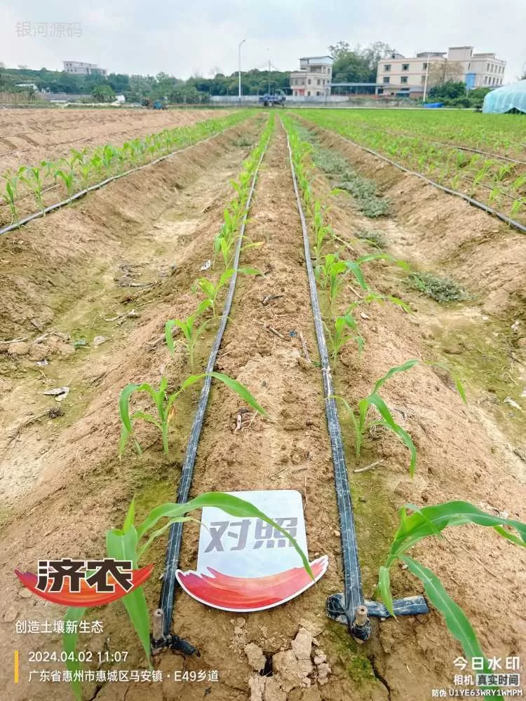 The effect of using agricultural products in Guangdong corn(图4) The effect of using agricultural products in Guangdong corn(图4)