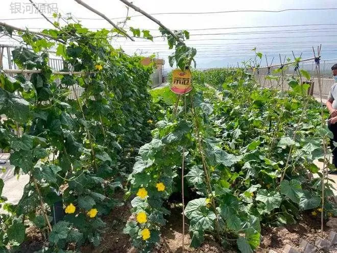 鼎天济农发起“小农人计划” 乡村振兴从娃娃抓起(图5) Dingtian Jinong Initiates the Small Farmers Plan for Rural Revitalization, Starting from Childhood(图5)