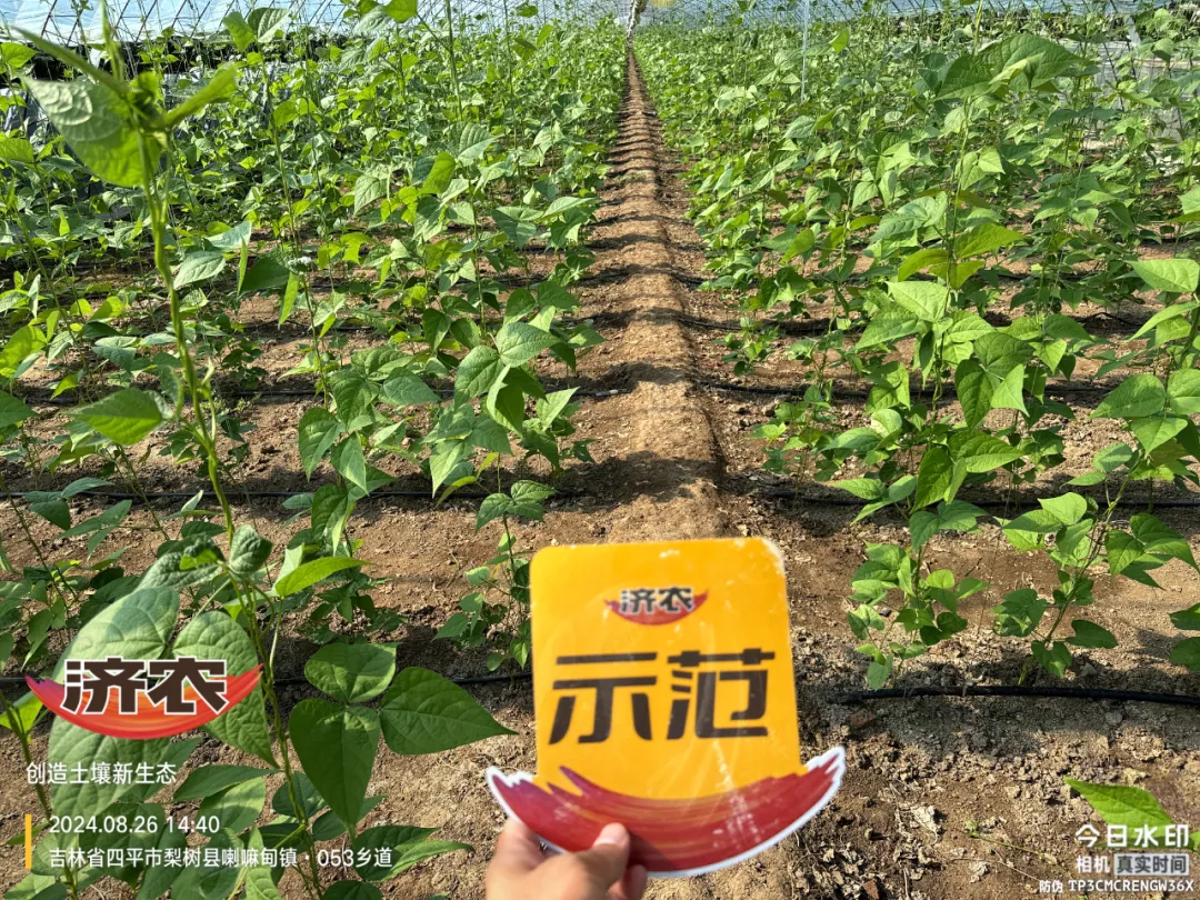 New Choice for High Quality Bean Planting with Jinan Big Mouth Root(图2)